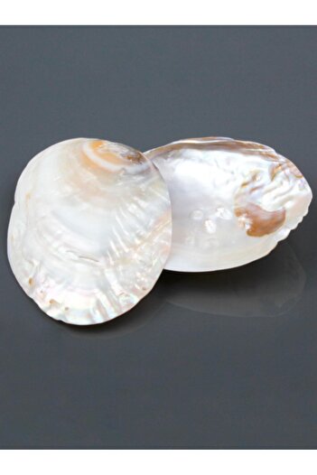 MARANKİ Pearl Oyster Shell Incense Burner