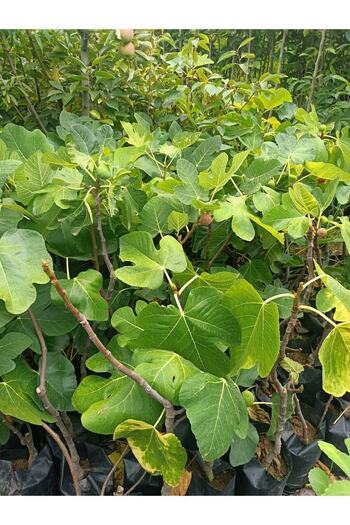Yeşil Deniz Fidancılık Tüplü Bursa Karası Incir Fidanı (75-100 CM)