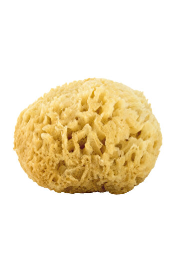 BAZAAR 4 Natural Sea Sponge (Shower - Bath - Print) 15-20 Gr S005