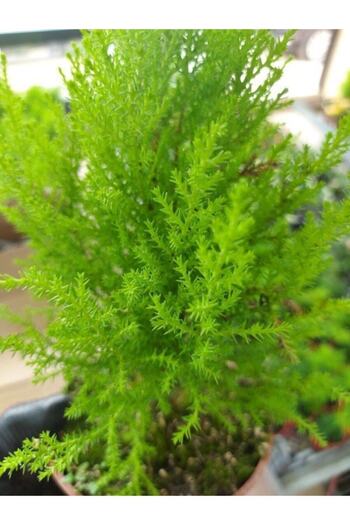 serada decor & plant Tüplü ( Salon Çamı ) Limoni Servi Çam Fidanı (14 Lük Saksıda- Boyu 30-40 Cm ) Limon Kokulu Çam Fida
