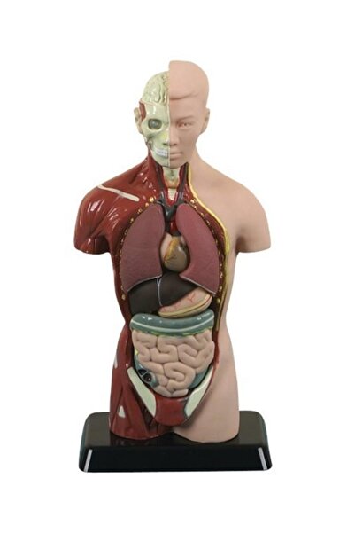 Laylay Toys جسم الإنسان 11 قطعة 50 سم ألعاب تعليمية لرياض الأطفال