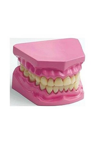 Laylay Toys لعبة نموذج الأسنان التعليمية لرياض الأطفال