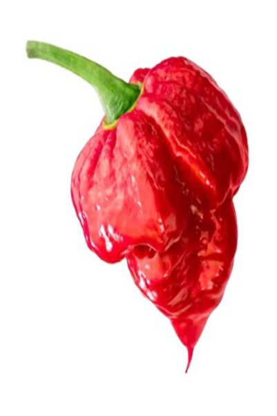 tohumcu kikizade Dünyanın En Acı 2.nci Biberi 1 Adet Trinidad Moruga Scorpion...