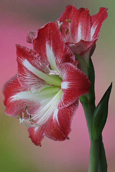 OXE GARDEN Amerilis Zambak Soğanı 2 Adet Taze Kokulu Amaryllıs