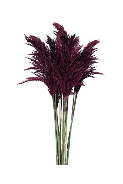 ivy dizayn Doğal Pampas Mürdüm 10 Adet