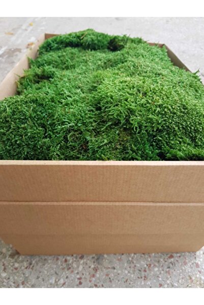 YAŞAYANDUVAR Şoklanmış Flatmoss, Kara Yosunu, Korunmuş Yosun 250 gr.