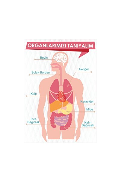 Okulposteri Fen Bilimleri Okul Duvar Posteri ''organlarımızı Tanıyalım'' (100...