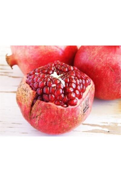 BURSATARIM Deve Dişi Nar Fidanı