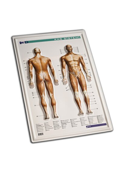 Gürbüz Yayınları Kabartma Kas Sistemi 50 Adet Set