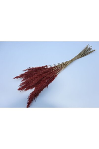 Çiçek Pampas Otu Kiremit Kuru Şoklanmış Mükemmel Kalite