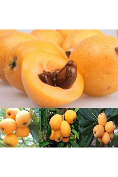 Genel Markalar 3 Yaş Yeni Dünya Fidanı (malta Eriği)