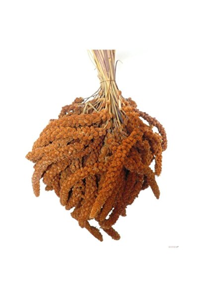 Genel Markalar Kızıl Dal Darı Yerli Üretim Yeni Mahsul Kuş Yemi 250 gr