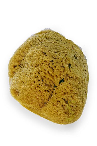 BAZAAR 4 Mediterranean Sea Sponge Unprocessed 004