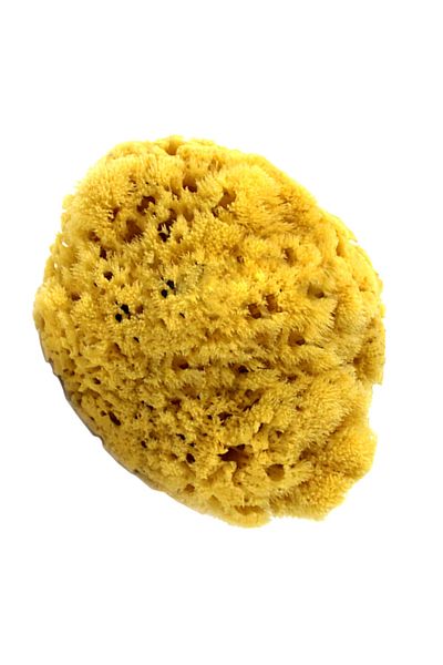BAZAAR 4 Sea Sponge Shower Bath Print 15-20 Gr S004