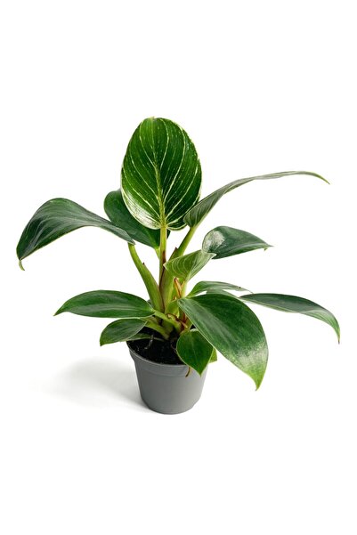 Maison Plants Philodendron Birkin (mini)