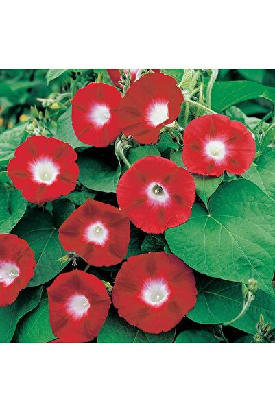 Fide Sepeti Çiçek Tohumu Sarmaşık Çiçeği (kırmızı) 1 Paket