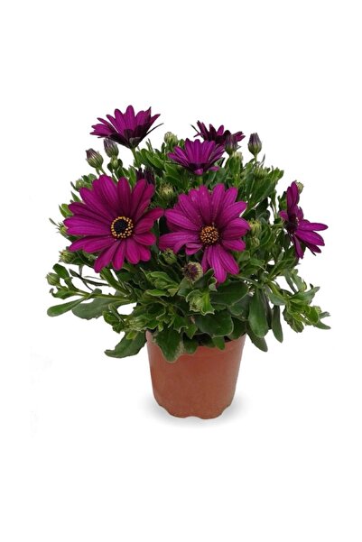 Berceste Peyzaj tasarım Bodrum Papatyası Çiçeği Saksı Çap 12 Cm Bahar Çiçeği ...