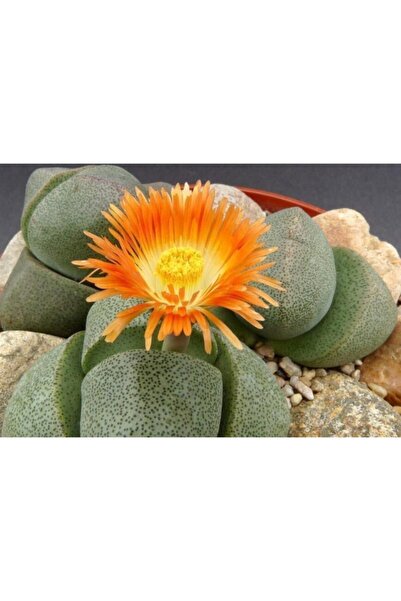 serada decor & plant Pleiospilos Nelii Lithops Turuncu Çiçek Açan Taş Kaktüs(YAŞAYAN TAŞLAR)