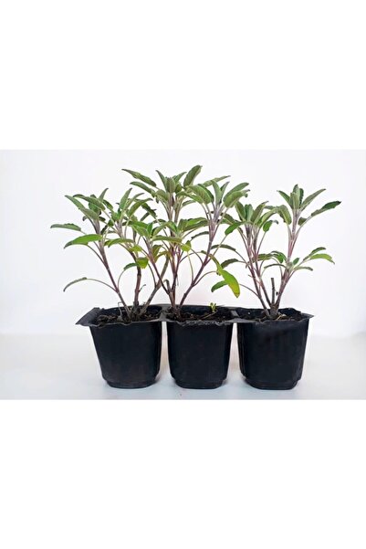 Fide Sepeti Adaçayı Fidesi (3LÜ AMBALAJ)