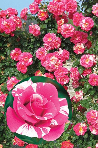 ÇİÇEKFLİX Sihirbaz pembe sarmaşık gül fidanı fidesi açık kök 30-35cm