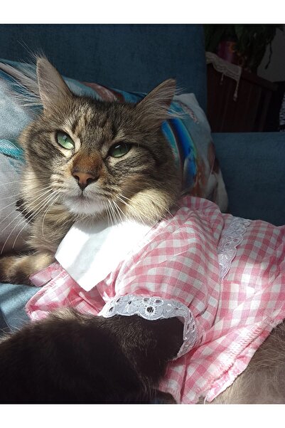 Gobo Kurdeleli Pembe Dişi Gömlek Kedi Köpek Kıyafeti Elbisesi Small/s/beden 1