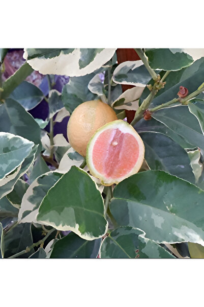 EVİM BAHÇEM Limon Fidanı Nadir Çeşit Beyaz Yapraklı Pembe Limon Alacalı Süs L...