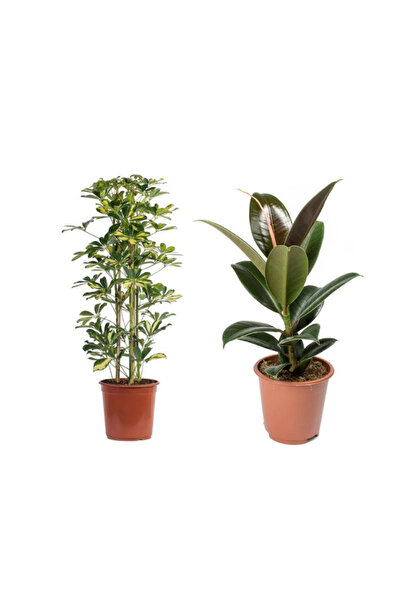 Bitkim Sende Ficus Elastica (Kauçuk) 60-80 cm - Shefflera (Şeflera) 100-120 T...