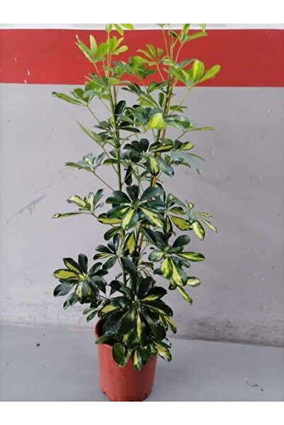 Bitkim Sende Şeflera 2 Köklü Canlı Topraklı Bitki