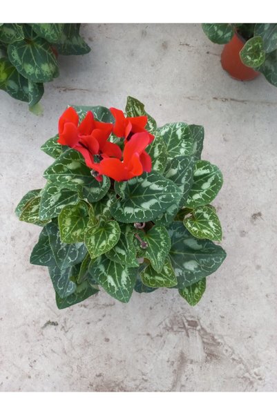 Bitkim Sende Kırmızı Sıklamen Çiçeği Saksıda Canlı Cyclamen