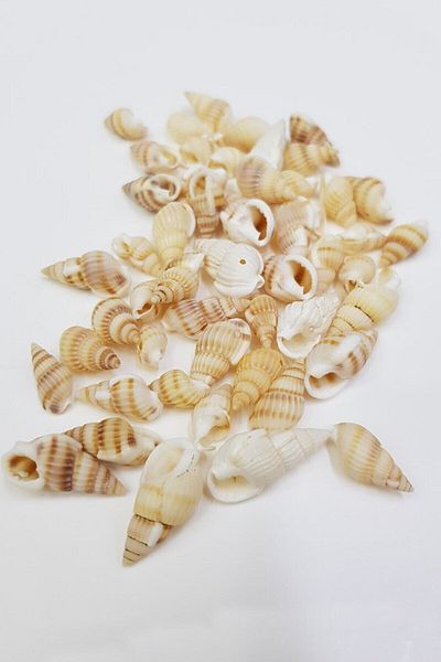 Hobigram Beads Assortment Cream Seashell Greyhound Beads – Beads, Stylish Design, Women's Accessory – Beads – Bo