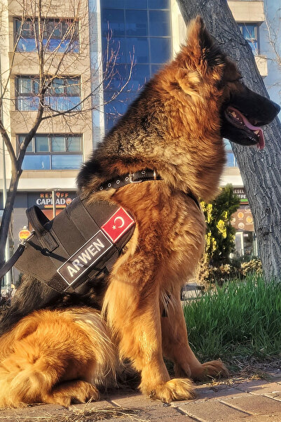 MgTasma Kişiye Özel, isimli K9 Köpek Tasması, Göğüs Ve Sırt Tasması Seti