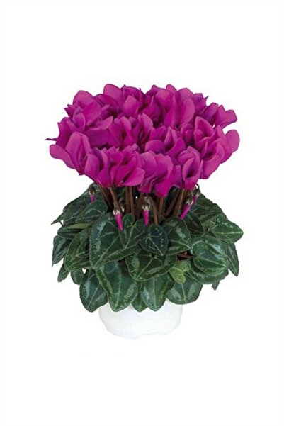 serada decor & plant Canlı Saksılı Fuşya Sıklamen Çiçeği Fidanı Hediyelik Bitki