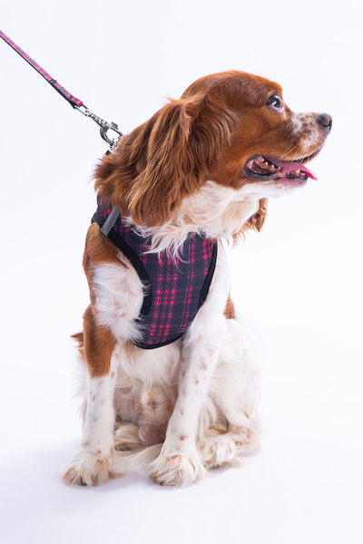 TRENDYOLMİLLA HOME Pet Plaid Pattern Dog Leash and Walking Harness Set Tphaw26Pt00000