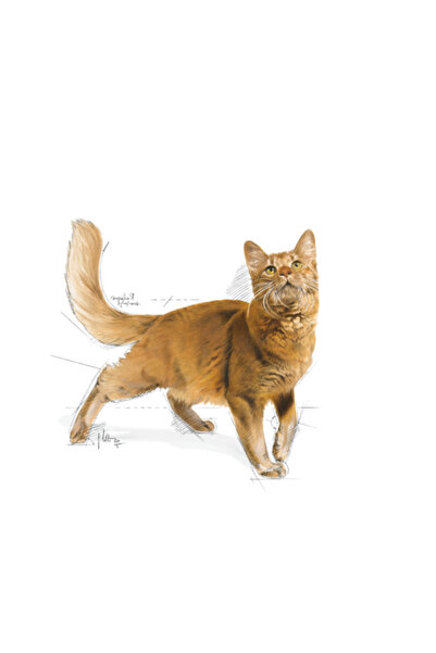 Royal Canin Fit 32 Yetişkin Kuru Kedi Maması 2kg