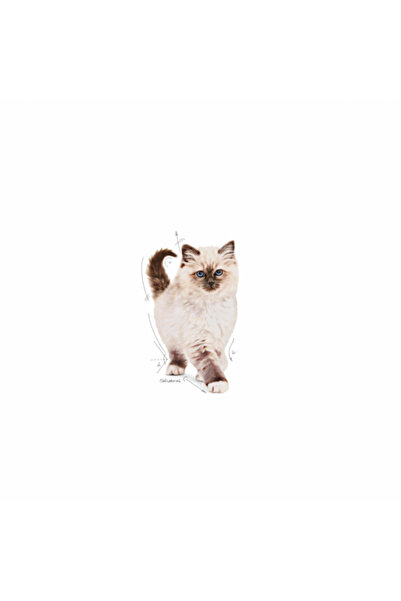 Royal Canin Kitten Yavru Kediler Için Kuru Kedi Maması 2kg