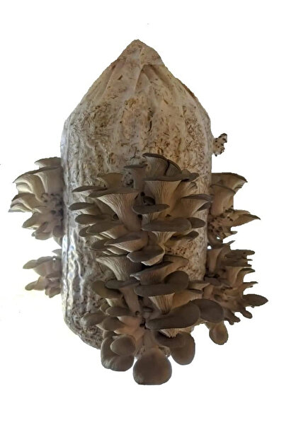 Genel Markalar 2000 Adet Kavak Mantarı Tohumu, Yeteri Kadar Ekim Poşeti Kılav...