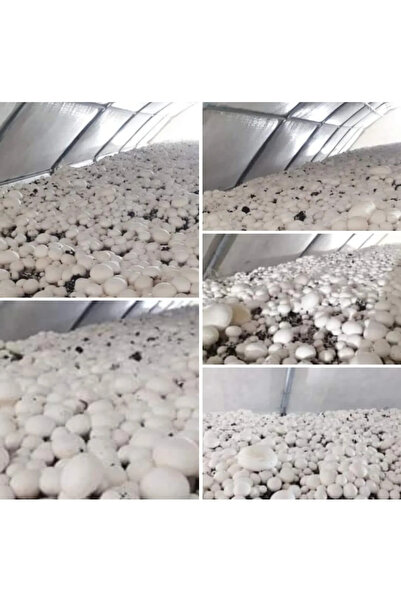 TohumGübre 30.000 Adet Beyaz Şapkalı Kültür Mantarı Tohumu + Eğitim Kılavuzu ...