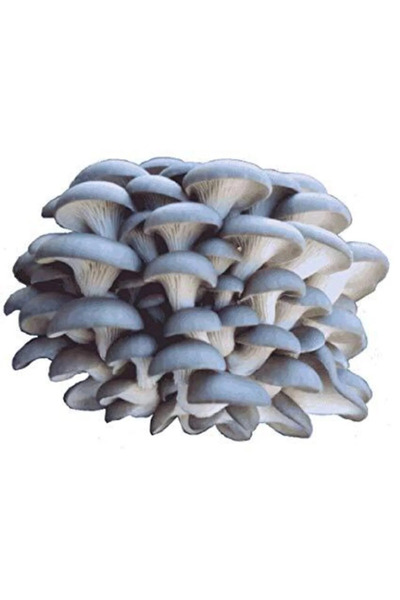 TohumGübre 2000 Adet Kavak İstiridye Mantar Tohumu + Üzüm Fidanı Tohumu Hediy...