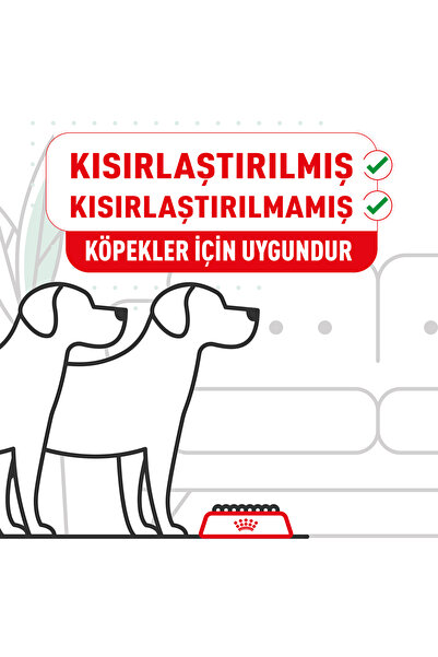 Royal Canin Mini Adult Küçük Irklar Için Yetişkin Kuru Köpek Maması 4kg