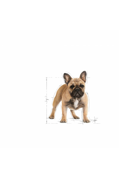Royal Canin Fransız Bulldog Yetişkin Kuru Köpek Maması 3kg