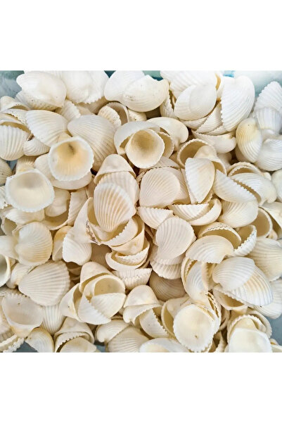 Genel Markalar Deniz Kabuğu 500 gr Paket Clam Rose Cochles -orta