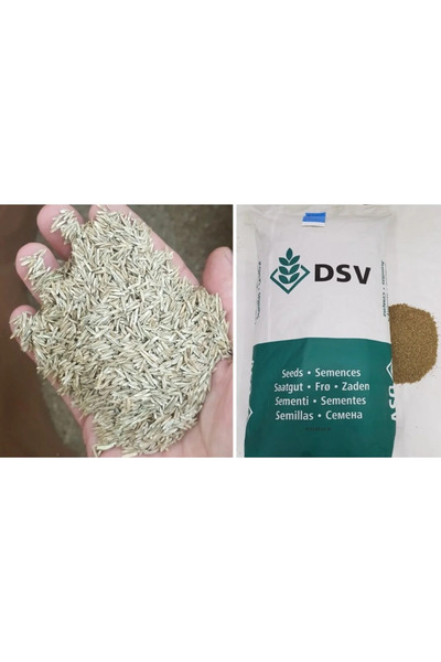 DSV Ingiliz Çimi 4 Kg Ingiliz Çim Tohumu Lolium Perenne Ithal Çim Tohumu