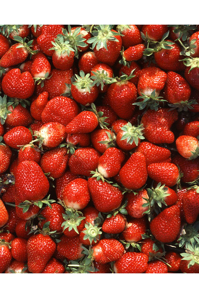 MK FİDAN 30 ADET ( FESTİVAL ) ÇİLEK FİDANI AÇIK KÖK