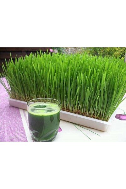 Tüketilir Çim Için Saksılık buğday tohumu 100 gr