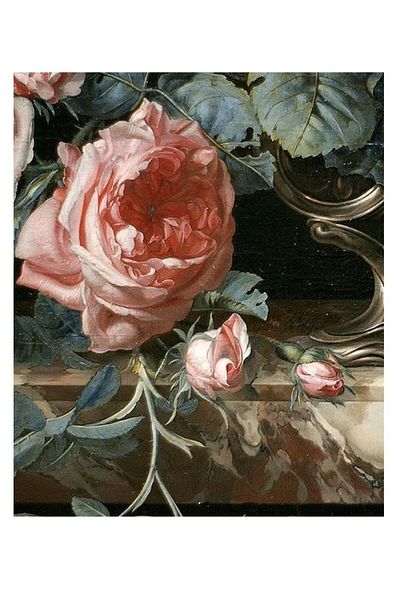 dialands Rose