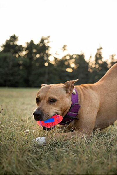 MUJGAN Kedi Köpek Dikenli Isırma Topu