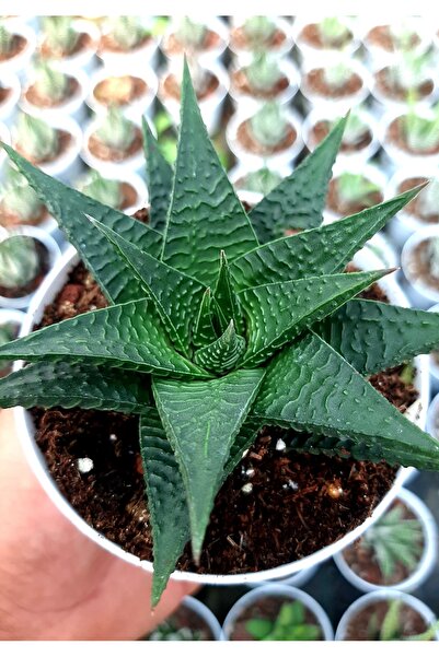 EGE GARDEN Haworthia limifolia 8.5 cm saksıda canlı ev ofis bitkileri