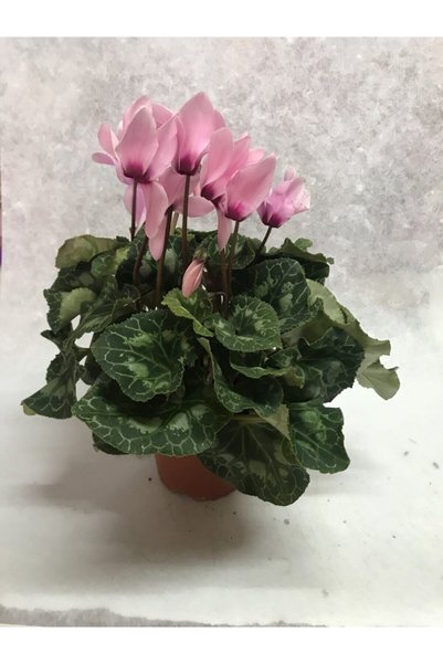 Bitkim Sende Siklamen (tavşan Kulağı) Büyük Pembe İç Mekan Salon Bitkisi Bol çiçekli
