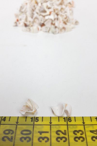 Hobigram Χάντρες Ποικιλία Coffee Hollow Seashell – Χάντρες, Κομψό Σχέδιο, Γυναικείο Αξεσουάρ – Χάντρες – Μπον