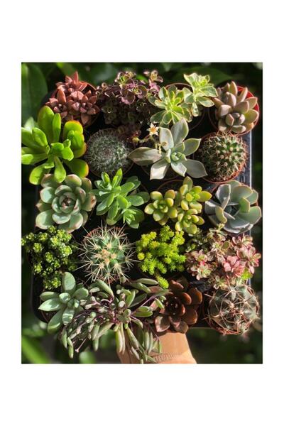 Genel Markalar Kaktüslü Sukulent Mix 20 Adet